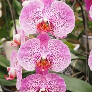 Meet your Posher, Beatriz